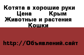 Котята в хорошие руки › Цена ­ 10 - Крым Животные и растения » Кошки   